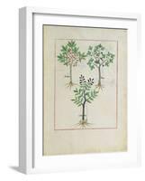 Illustration from the Book of Simple Medicines by Mattheaus Platearius-Robinet Testard-Framed Giclee Print