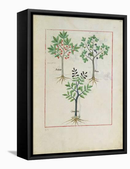 Illustration from the Book of Simple Medicines by Mattheaus Platearius-Robinet Testard-Framed Stretched Canvas