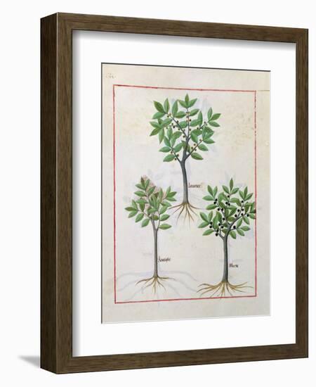 Illustration from the 'Book of Simple Medicines' by Mattheaus Platearius-Robinet Testard-Framed Giclee Print