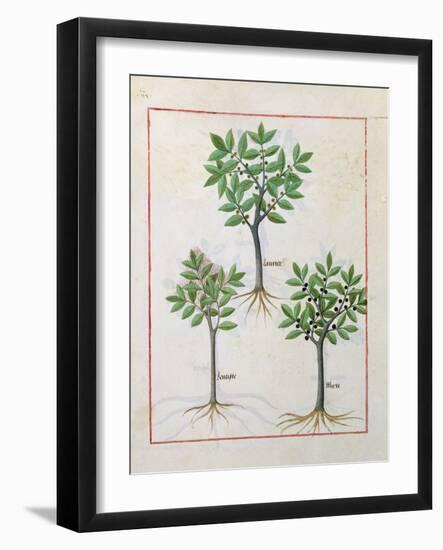 Illustration from the 'Book of Simple Medicines' by Mattheaus Platearius-Robinet Testard-Framed Giclee Print