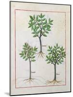 Illustration from the 'Book of Simple Medicines' by Mattheaus Platearius-Robinet Testard-Mounted Giclee Print