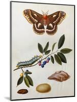 Illustration from 'The Natural History of the Rarer Lepidoterous Insects of Georgia'-John and Sir James Edward Abbot and Smith-Mounted Giclee Print