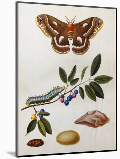 Illustration from 'The Natural History of the Rarer Lepidoterous Insects of Georgia'-John and Sir James Edward Abbot and Smith-Mounted Giclee Print