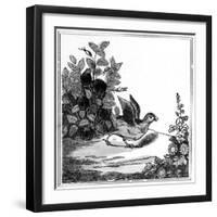 Illustration from the 'Remarkable Story of Chicken Little', 1840-null-Framed Giclee Print