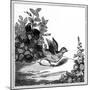 Illustration from the 'Remarkable Story of Chicken Little', 1840-null-Mounted Giclee Print