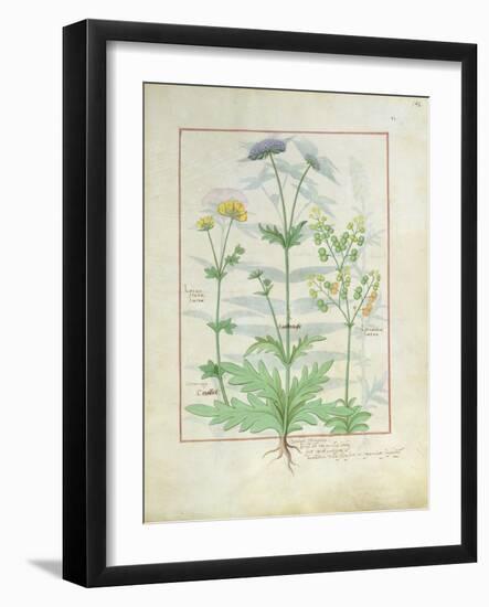 Illustration from 'Thedbook of Simple Medicines' by Mattheaus Platearius-Robinet Testard-Framed Giclee Print