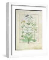 Illustration from 'Thedbook of Simple Medicines' by Mattheaus Platearius-Robinet Testard-Framed Giclee Print