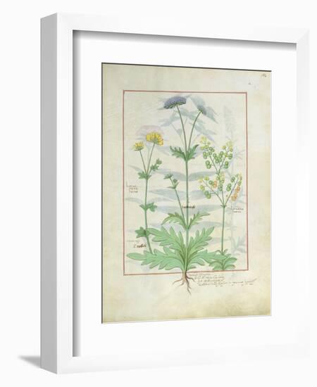 Illustration from 'Thedbook of Simple Medicines' by Mattheaus Platearius-Robinet Testard-Framed Giclee Print