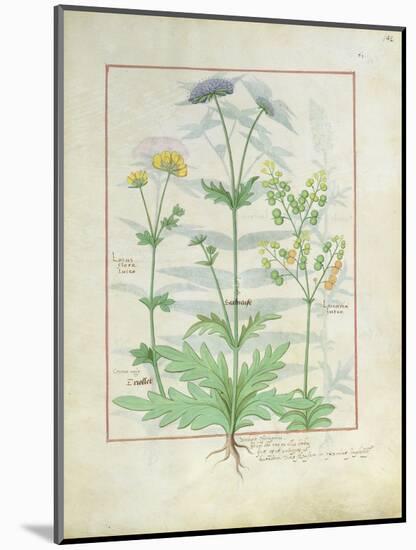 Illustration from 'Thedbook of Simple Medicines' by Mattheaus Platearius-Robinet Testard-Mounted Giclee Print