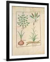 Illustration from 'Thedbook of Simple Medicines' by Mattheaus Platearius-Robinet Testard-Framed Giclee Print