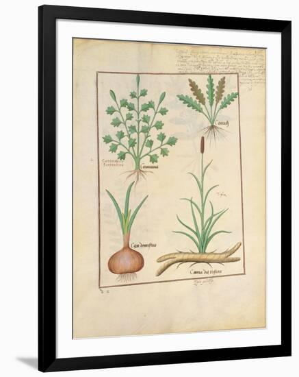 Illustration from 'Thedbook of Simple Medicines' by Mattheaus Platearius-Robinet Testard-Framed Giclee Print