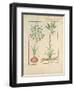 Illustration from 'Thedbook of Simple Medicines' by Mattheaus Platearius-Robinet Testard-Framed Giclee Print