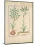 Illustration from 'Thedbook of Simple Medicines' by Mattheaus Platearius-Robinet Testard-Mounted Giclee Print