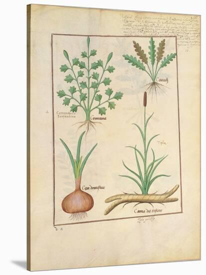 Illustration from 'Thedbook of Simple Medicines' by Mattheaus Platearius-Robinet Testard-Stretched Canvas