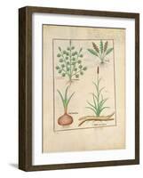 Illustration from 'Thedbook of Simple Medicines' by Mattheaus Platearius-Robinet Testard-Framed Giclee Print