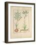 Illustration from 'Thedbook of Simple Medicines' by Mattheaus Platearius-Robinet Testard-Framed Giclee Print