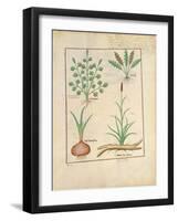 Illustration from 'Thedbook of Simple Medicines' by Mattheaus Platearius-Robinet Testard-Framed Giclee Print