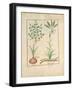 Illustration from 'Thedbook of Simple Medicines' by Mattheaus Platearius-Robinet Testard-Framed Giclee Print