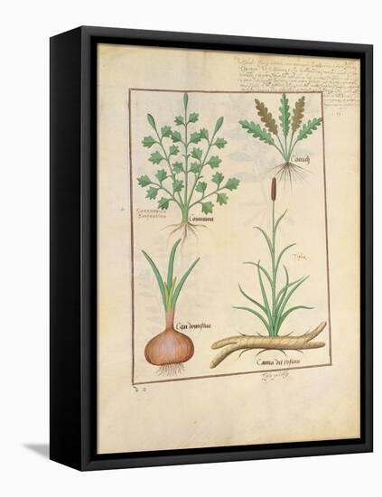 Illustration from 'Thedbook of Simple Medicines' by Mattheaus Platearius-Robinet Testard-Framed Stretched Canvas