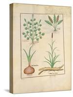 Illustration from 'Thedbook of Simple Medicines' by Mattheaus Platearius-Robinet Testard-Stretched Canvas