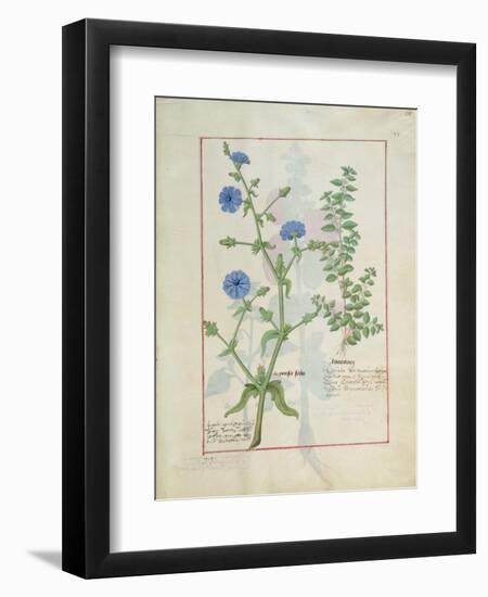 Illustration from 'Thedbook of Simple Medicines' by Mattheaus Platearius-Robinet Testard-Framed Giclee Print