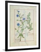 Illustration from 'Thedbook of Simple Medicines' by Mattheaus Platearius-Robinet Testard-Framed Giclee Print