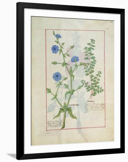 Illustration from 'Thedbook of Simple Medicines' by Mattheaus Platearius-Robinet Testard-Framed Giclee Print