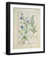 Illustration from 'Thedbook of Simple Medicines' by Mattheaus Platearius-Robinet Testard-Framed Giclee Print