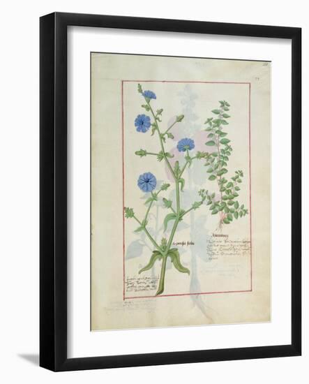 Illustration from 'Thedbook of Simple Medicines' by Mattheaus Platearius-Robinet Testard-Framed Giclee Print