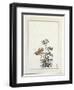 Illustration from Third Voyage of James Cook Representing .Hummingbird-null-Framed Giclee Print