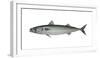 Illustration, Mackerel, Scomber Scombrus, Not Freely for Book-Industry, Series-Carl-Werner Schmidt-Luchs-Framed Photographic Print