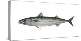 Illustration, Mackerel, Scomber Scombrus, Not Freely for Book-Industry, Series-Carl-Werner Schmidt-Luchs-Stretched Canvas