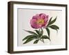 Illustration, Number 2264, from 'The Botanical Magazine', 1787-1826-William Curtis-Framed Giclee Print