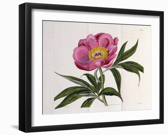 Illustration, Number 2264, from 'The Botanical Magazine', 1787-1826-William Curtis-Framed Giclee Print