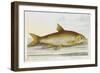 Illustration Of a Barbell-E. Albin-Framed Giclee Print