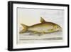 Illustration Of a Barbell-E. Albin-Framed Giclee Print