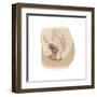 Illustration of a Cystocele Between a Woman's Bladder and Vaginal Wall-null-Framed Art Print