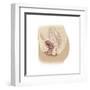 Illustration of a Cystocele Between a Woman's Bladder and Vaginal Wall-null-Framed Art Print