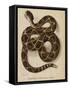 Illustration of a Diamond Rattlesnake-null-Framed Stretched Canvas