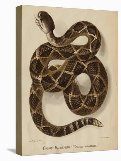 Illustration of a Diamond Rattlesnake-null-Stretched Canvas