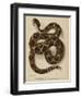 Illustration of a Diamond Rattlesnake-null-Framed Premium Giclee Print