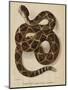 Illustration of a Diamond Rattlesnake-null-Mounted Premium Giclee Print