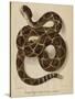 Illustration of a Diamond Rattlesnake-null-Stretched Canvas