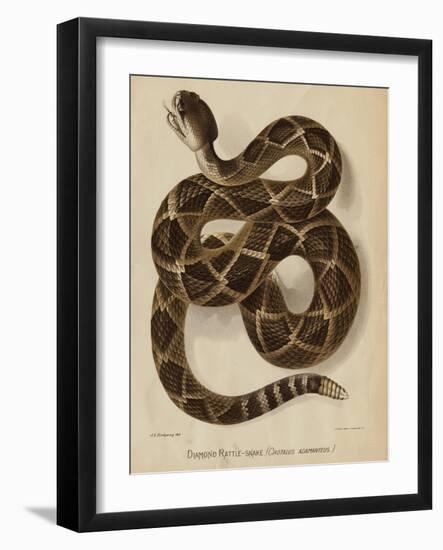 Illustration of a Diamond Rattlesnake-null-Framed Giclee Print