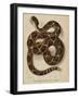 Illustration of a Diamond Rattlesnake-null-Framed Giclee Print