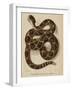 Illustration of a Diamond Rattlesnake-null-Framed Giclee Print