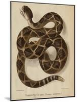 Illustration of a Diamond Rattlesnake-null-Mounted Giclee Print