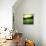 Illustration of a Golf Ball on a Green Meadow-olly2-Stretched Canvas displayed on a wall