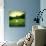 Illustration of a Golf Ball on a Green Meadow-olly2-Stretched Canvas displayed on a wall