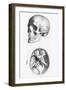 Illustration of a Human Skull-null-Framed Giclee Print